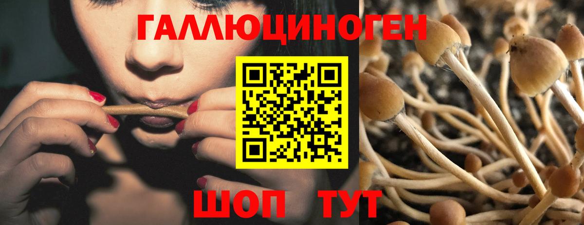 Псилоцибиновые грибы Psilocybe  Бор 
